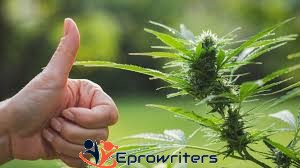 Interesting Marijuana Research Paper Topics